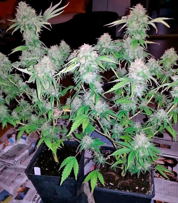 Семена сорта Dutch Dragon fem (Paradise Seeds) — изображение 3