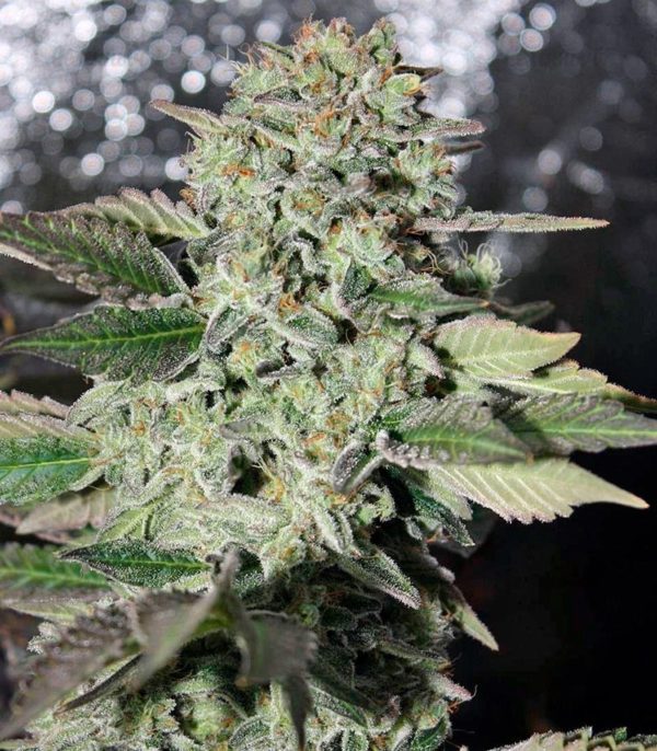 Семена сорта Dutch Kush fem (Paradise Seeds) — изображение 2
