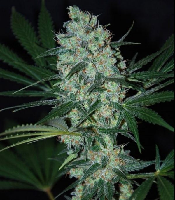 Green Love Potion fem (Samsara Seeds) семена конопли — изображение 2