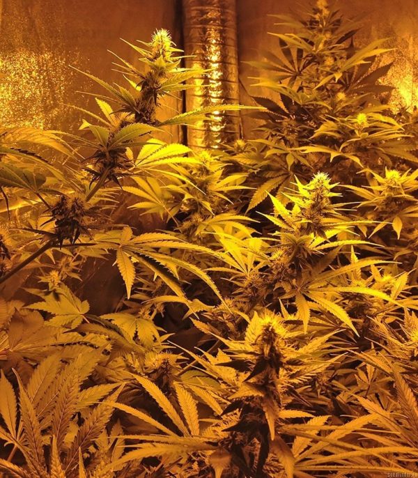 Green Love Potion fem (Samsara Seeds) семена конопли — изображение 3
