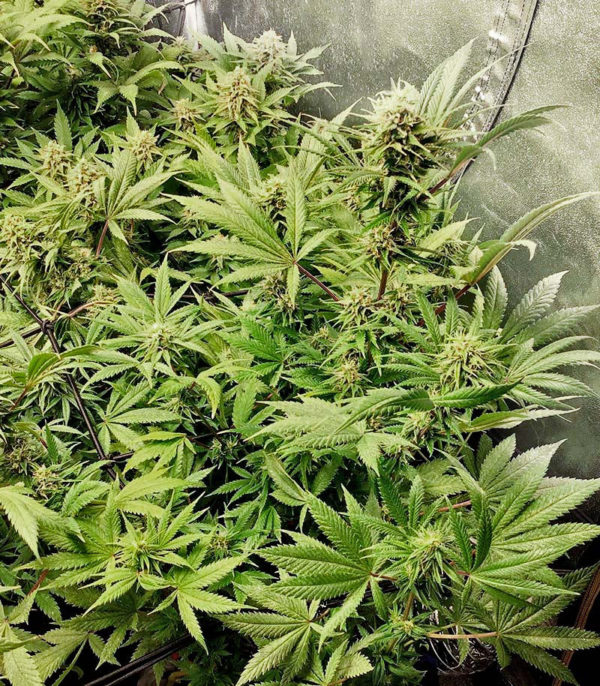 Girl Scout Cookies fem (Blimburn Seeds) семена конопли — изображение 3