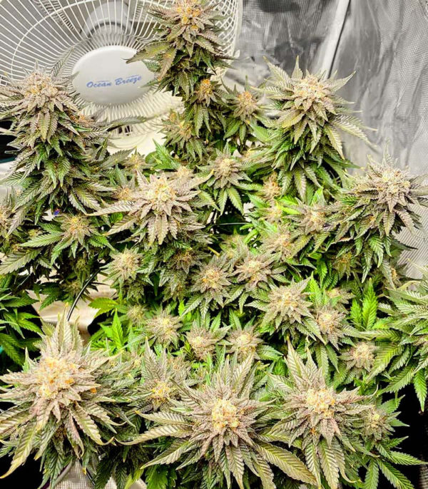 Girl Scout Cookies fem (Blimburn Seeds) семена конопли — изображение 2