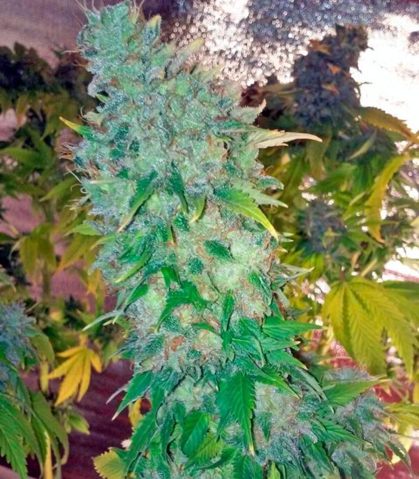 Ganesh regular (Mandala Seeds) семена конопли — изображение 2