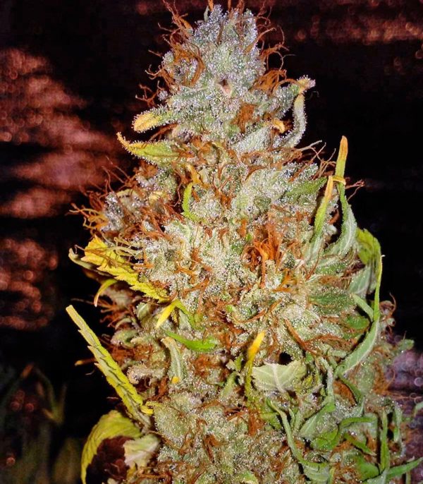 Ganesh regular (Mandala Seeds) семена конопли — изображение 3
