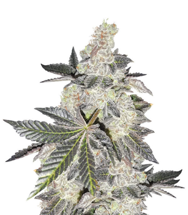 Girl Scout Cookies fem (Blimburn Seeds) семена конопли