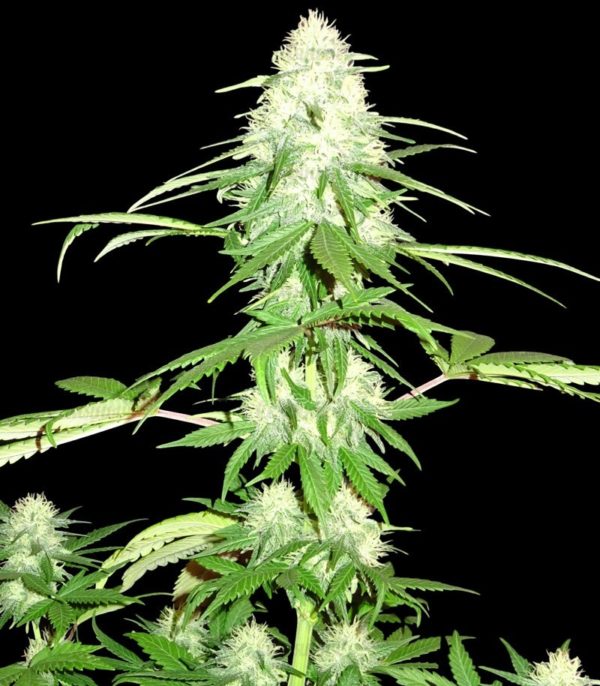 Green Mango Kush fem (Sumo Seeds) семена конопли — изображение 3