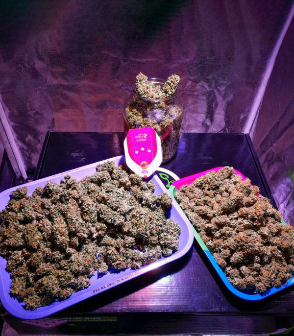 Haze Berry fem (RQS) семена конопли — изображение 2