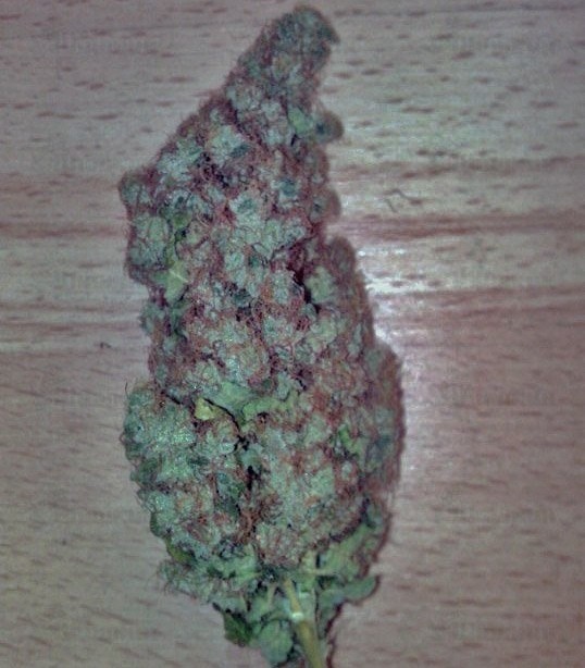 Haze Berry fem (RQS) семена конопли — изображение 3