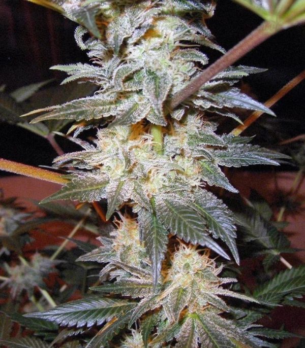 Семена сорта Jacky White fem (Paradise Seeds) — изображение 2