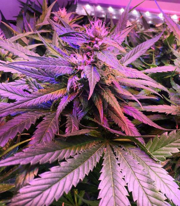 Kabul Express fem (Kalashnikov Seeds) семена конопли — изображение 3
