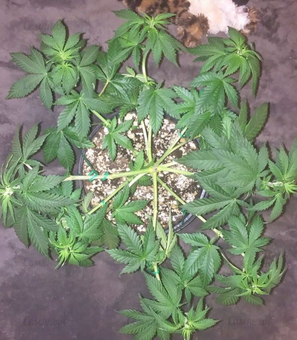 Семена сорта Kali's White Shadow fem (KFC Seeds) — изображение 2