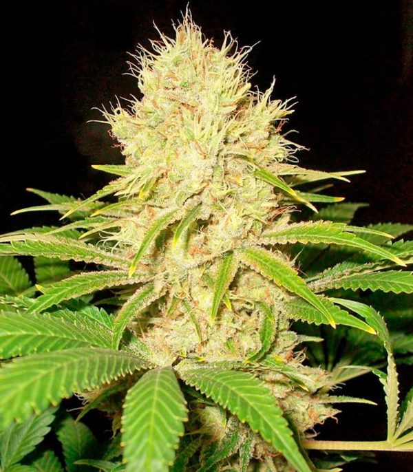 La Blanca fem (Kannabia Seeds) семена конопли — изображение 2