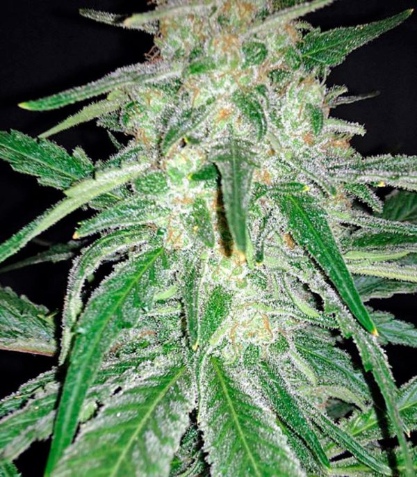 La Blanca fem (Kannabia Seeds) семена конопли — изображение 3
