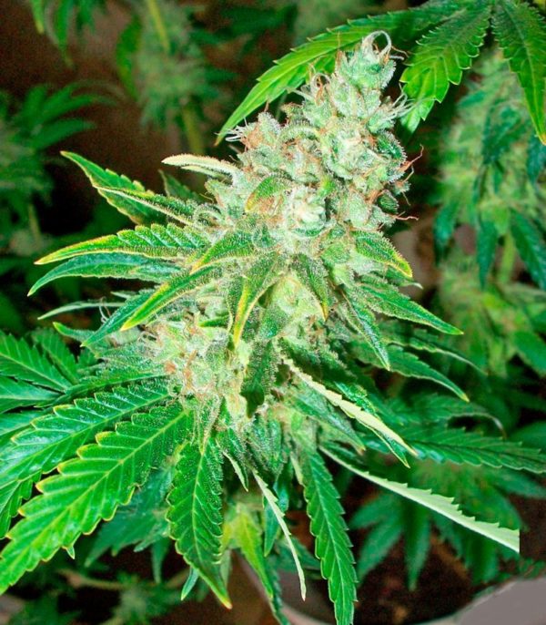 La Blanca fem (Kannabia Seeds) семена конопли — изображение 4