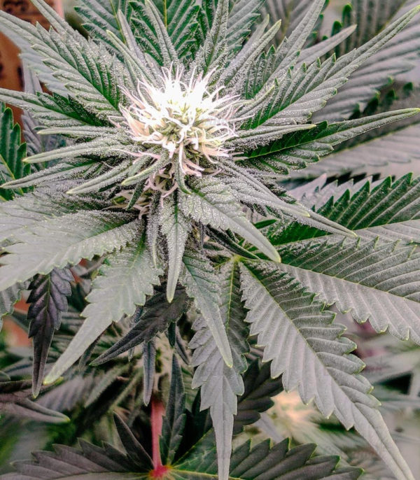 Семена сорта Monster Zkittles fem (Monster Genetics) — изображение 4
