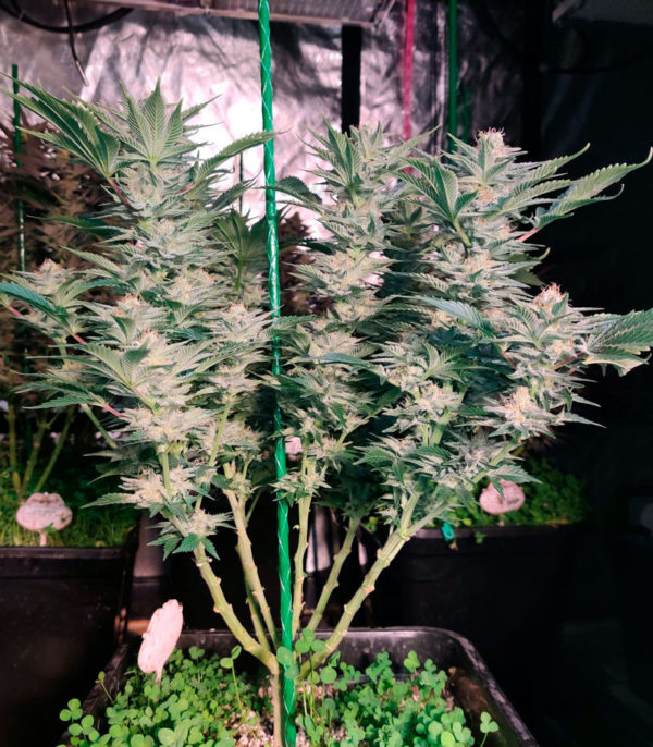 Семена сорта Monster Zkittles fem (Monster Genetics) — изображение 3