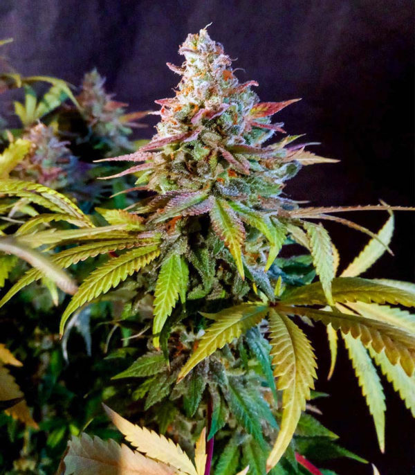 Original Clon fem (Blimburn Seeds) семена конопли — изображение 2