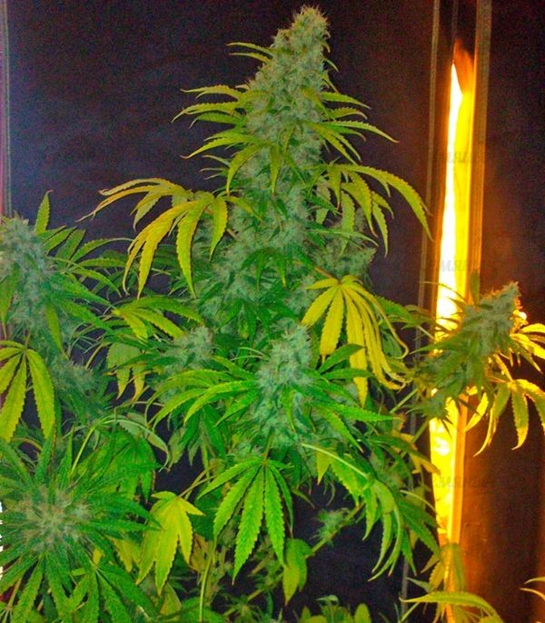 Семена сорта Opium fem (Paradise Seeds) — изображение 2