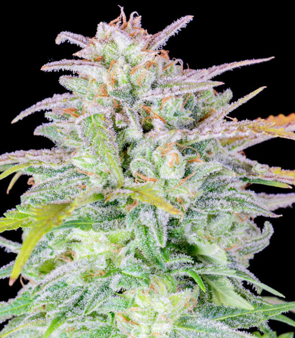 Семена сорта Original Afghan Kush Auto fem (FastBuds) — изображение 3