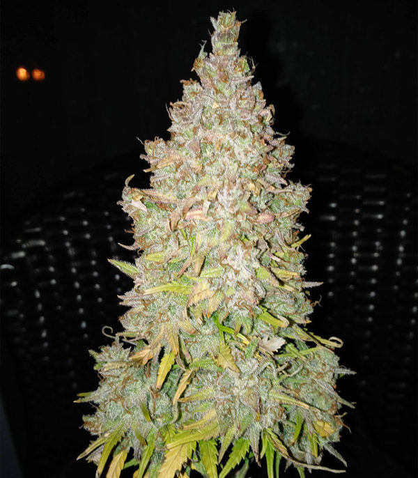Семена сорта Original Afghan Kush Auto fem (FastBuds) — изображение 2