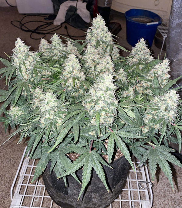 Семена сорта Original Auto Skunk fem (FastBuds) — изображение 3