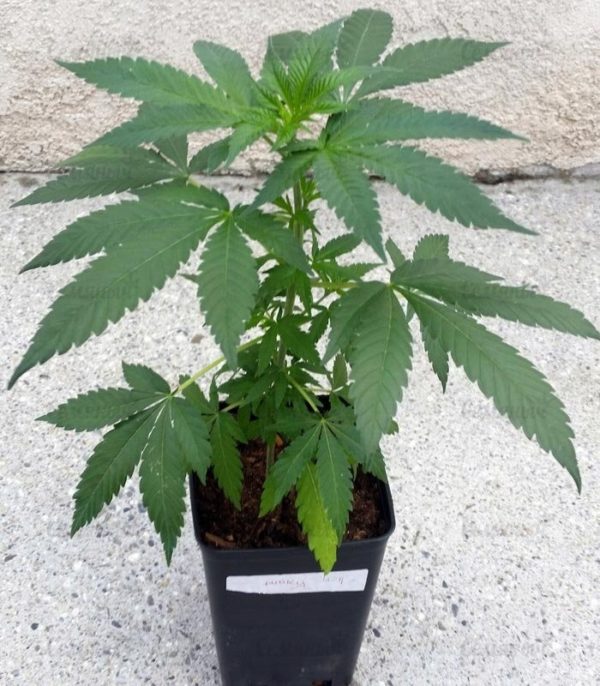 Punky Lion fem (Samsara Seeds) семена конопли — изображение 2