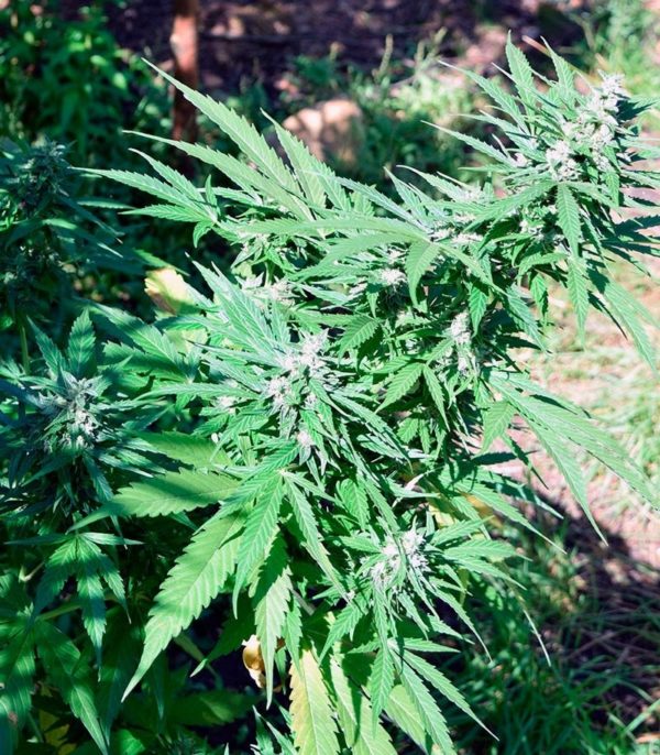 Pandora auto fem (Paradise Seeds) семена конопли — изображение 2