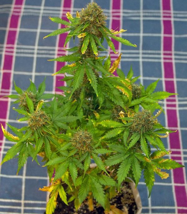 Pandora auto fem (Paradise Seeds) семена конопли — изображение 3