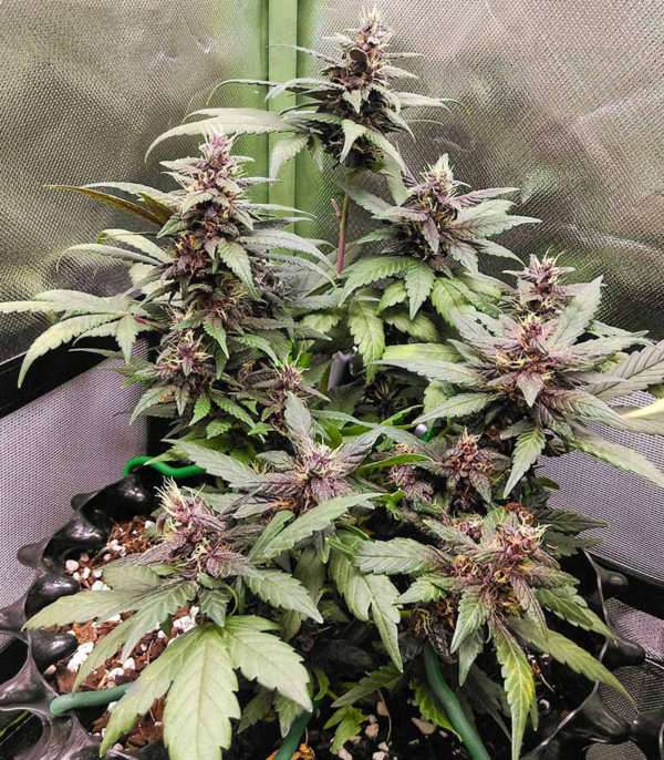 Purple Mazar Auto fem (Kalashnikov Seeds) семена конопли — изображение 3