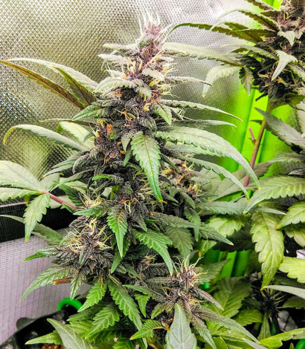 Purple Mazar Auto fem (Kalashnikov Seeds) семена конопли — изображение 2