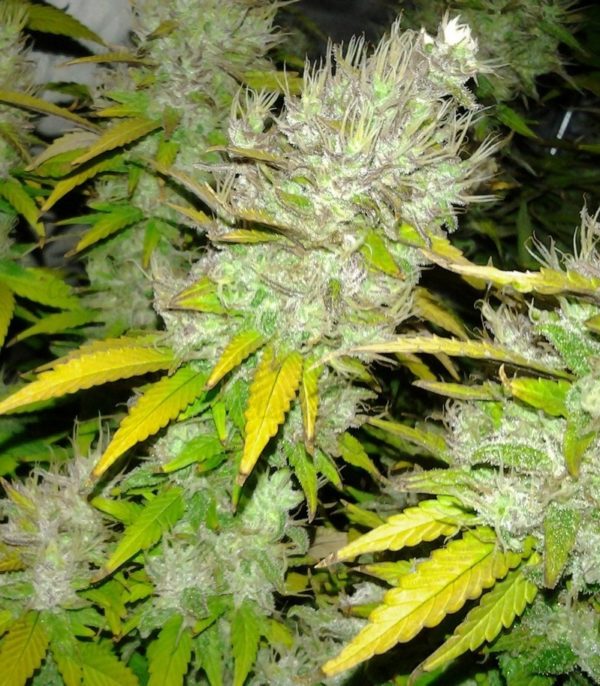 Royal Creamatic auto fem (RQS) семена конопли — изображение 3