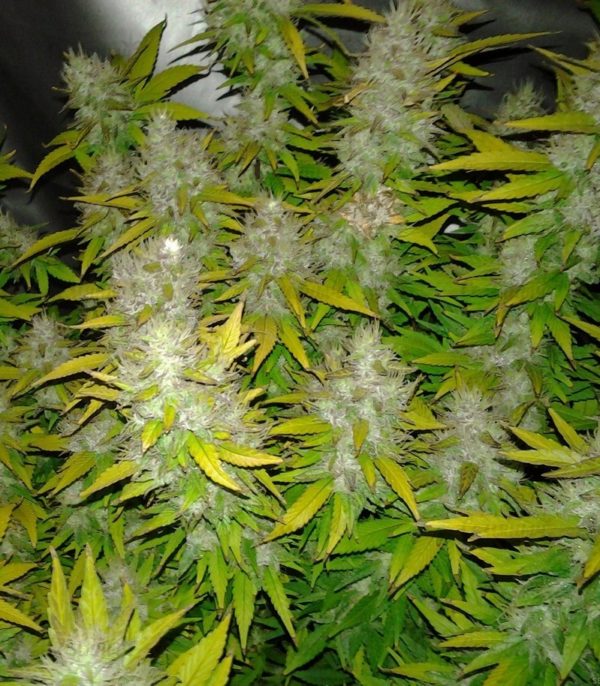 Royal Creamatic auto fem (RQS) семена конопли — изображение 2