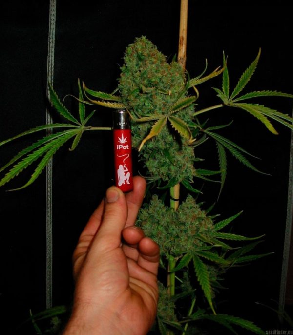 Sweet Black Angel fem (Samsara Seeds) семена конопли — изображение 5