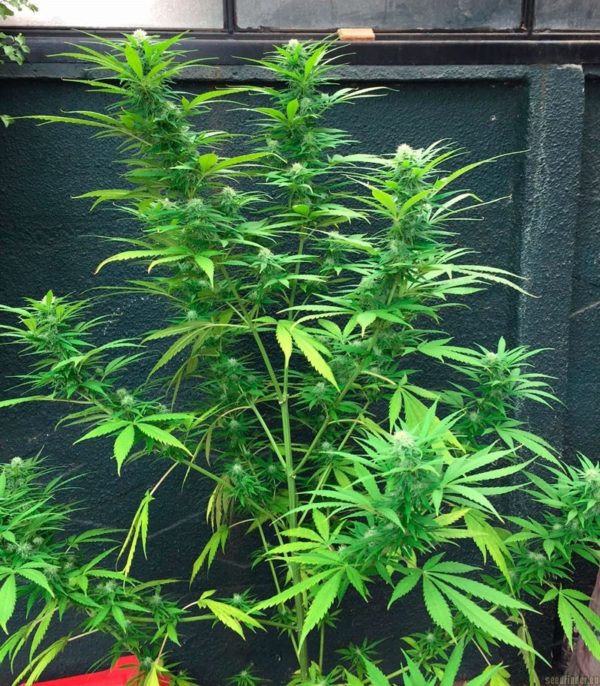 Sweet Black Angel fem (Samsara Seeds) семена конопли — изображение 4