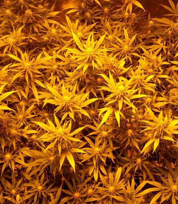 Sweet Black Angel fem (Samsara Seeds) семена конопли — изображение 3