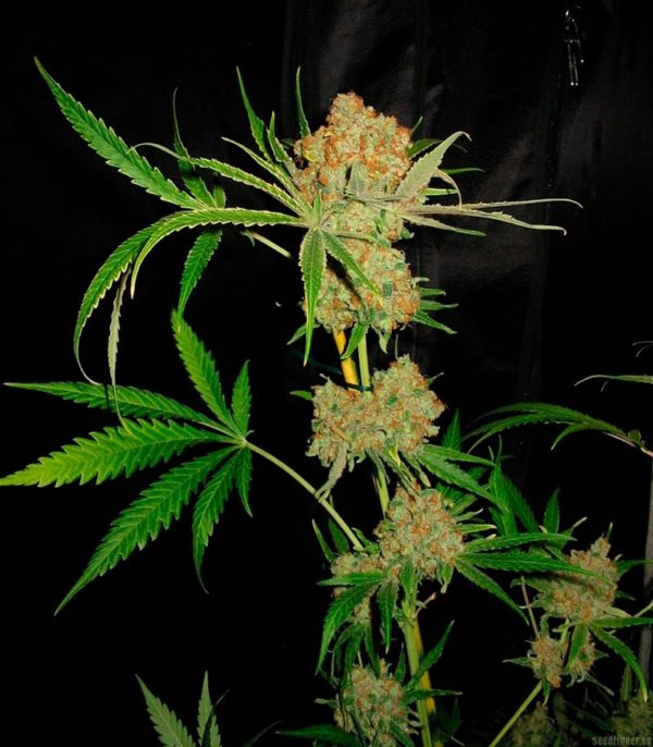Sweet Black Angel fem (Samsara Seeds) семена конопли — изображение 2