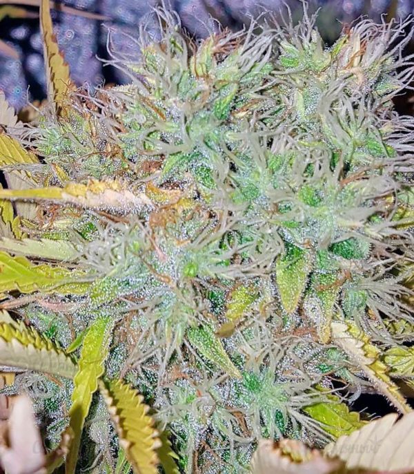 Silver Haze fem (Vision Seeds) семена конопли — изображение 2