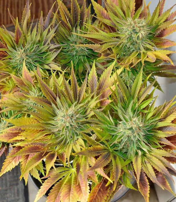 Silver Haze fem (Vision Seeds) семена конопли — изображение 5