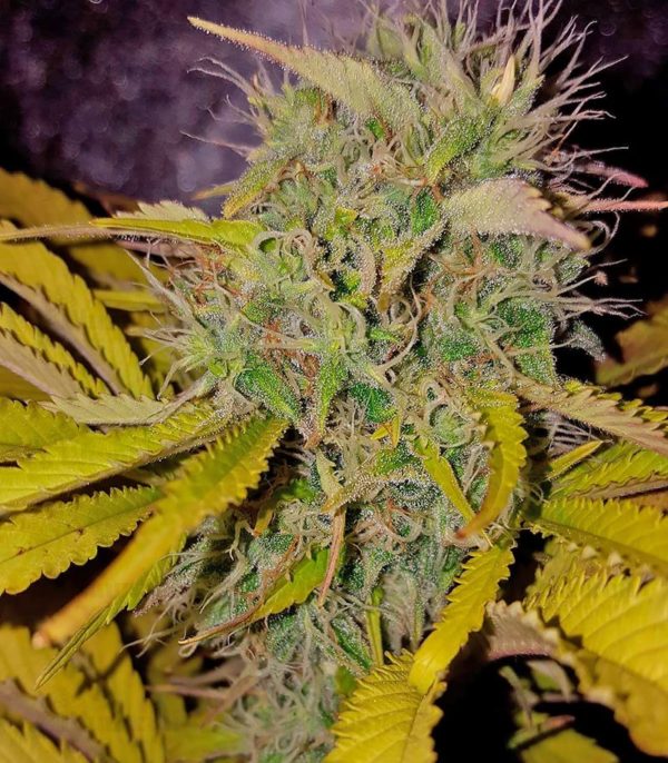 Silver Haze fem (Vision Seeds) семена конопли — изображение 4