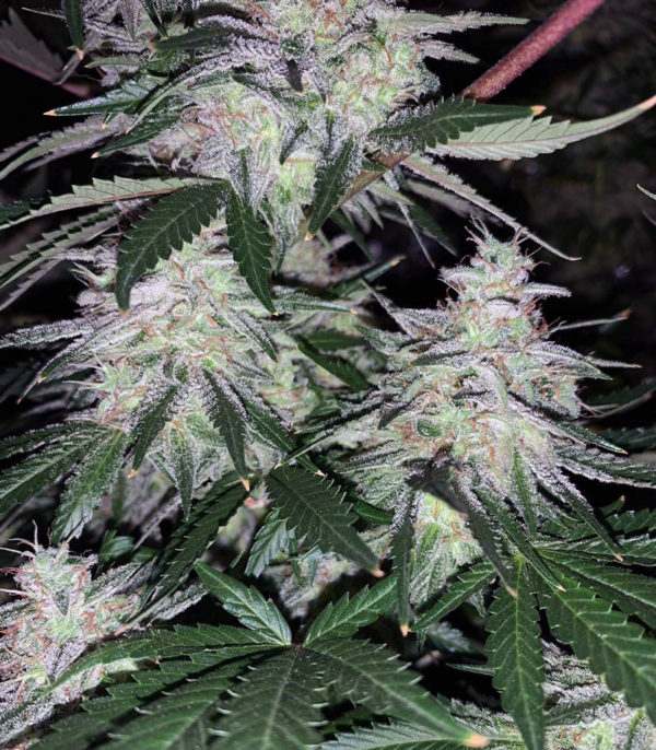 Семена сорта Sweet ZZ fem (Sweet Zkittlez) (RQS) — изображение 2