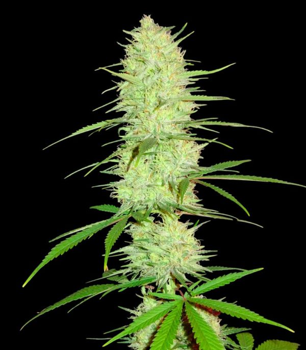 Cinderella's fem (Sumo Seeds) семена конопли — изображение 2