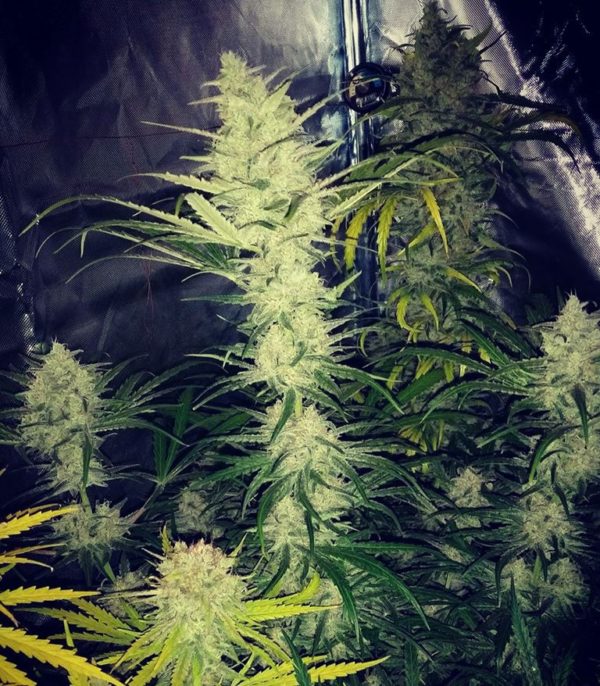 Cinderella's fem (Sumo Seeds) семена конопли — изображение 4