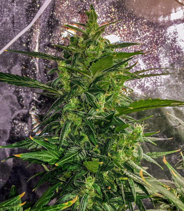 Thunder Bloody Mary auto fem (Samsara Seeds) семена конопли — изображение 3