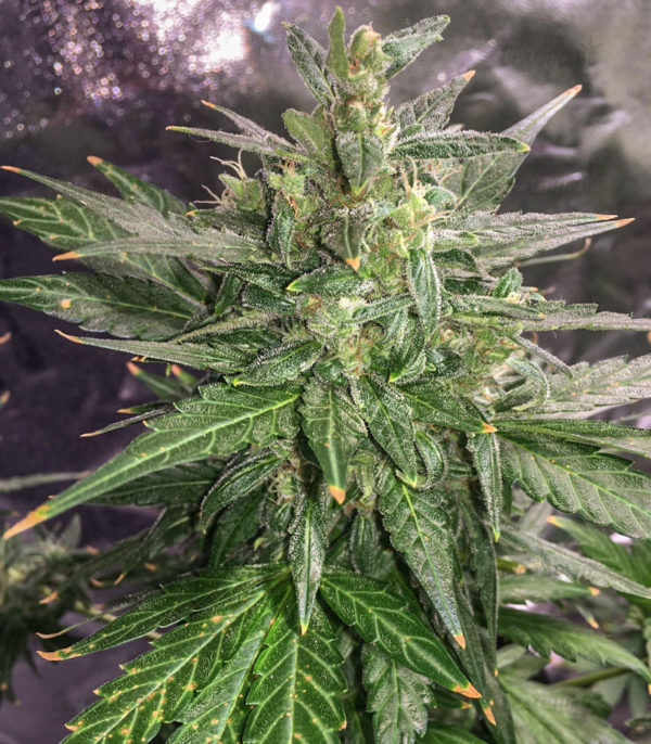 Thunder Bloody Mary auto fem (Samsara Seeds) семена конопли — изображение 2