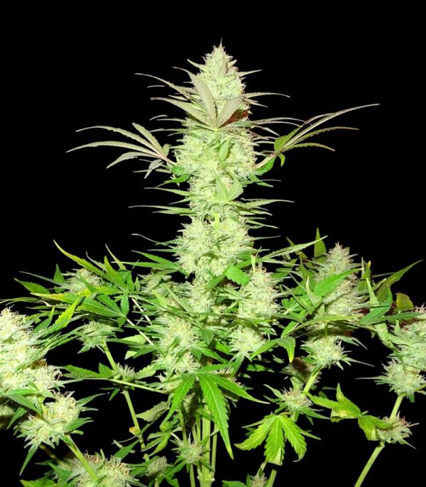 Ultimate AK fem (Sumo Seeds) семена конопли — изображение 2
