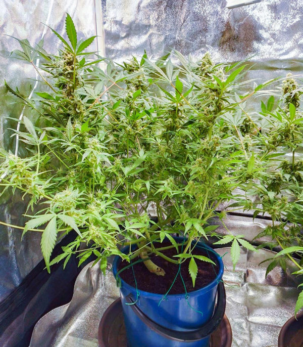Vision Critical Auto Fem (Vision Seeds) семена конопли — изображение 2