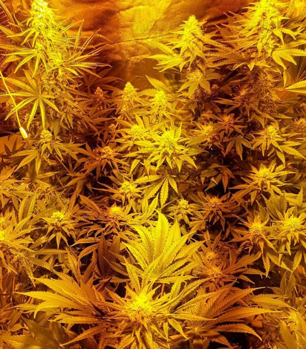 White Caramel Cookie fem (Sumo Seeds) семена конопли — изображение 3