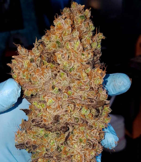 White Caramel Cookie fem (Sumo Seeds) семена конопли — изображение 2