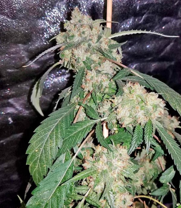 White Domina fem (Kannabia Seeds) семена конопли — изображение 2