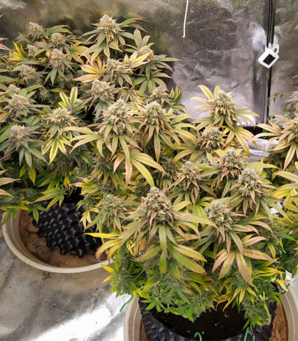 Grandaddy Purple fem (Blimburn Seeds) семена конопли — изображение 3